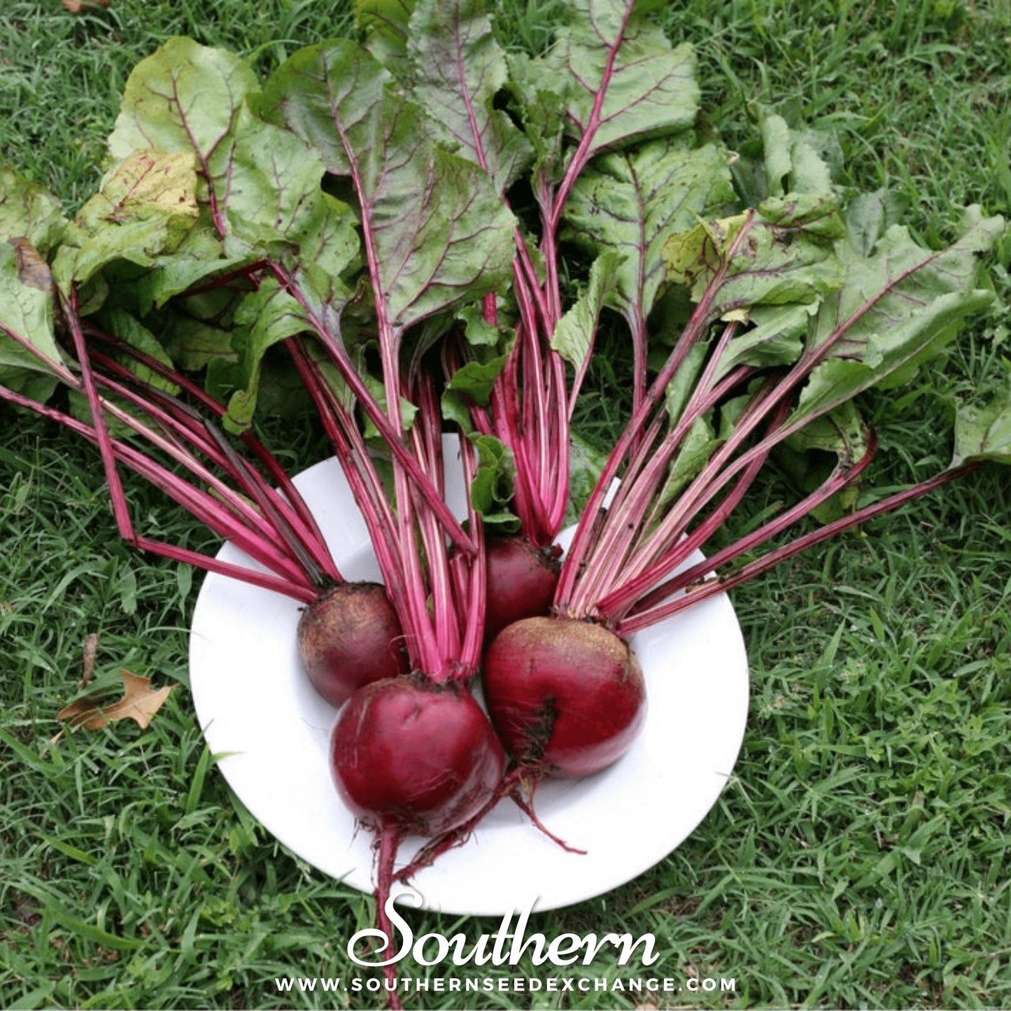 Crosby's Egyptian Beet Seeds – Heirloom, Non-GMO, Open Pollinated, 100 Seeds, Dark Red Roots, Medium Green Tops, Early Bunching Variety