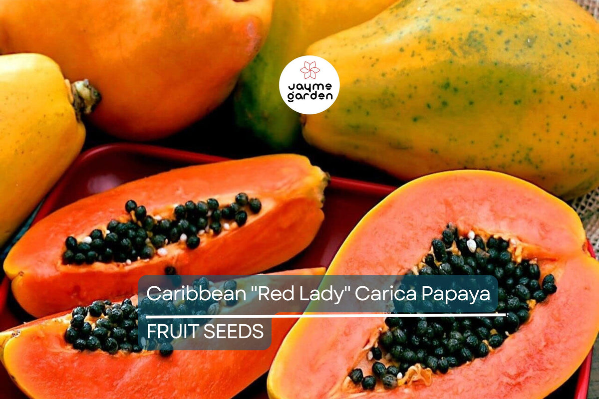 Caribbean Red Lady Papaya Seeds - 20 Non-GMO Seeds for Tropical Fruit Tree (Carica Papaya) - Large Melon Fruits
