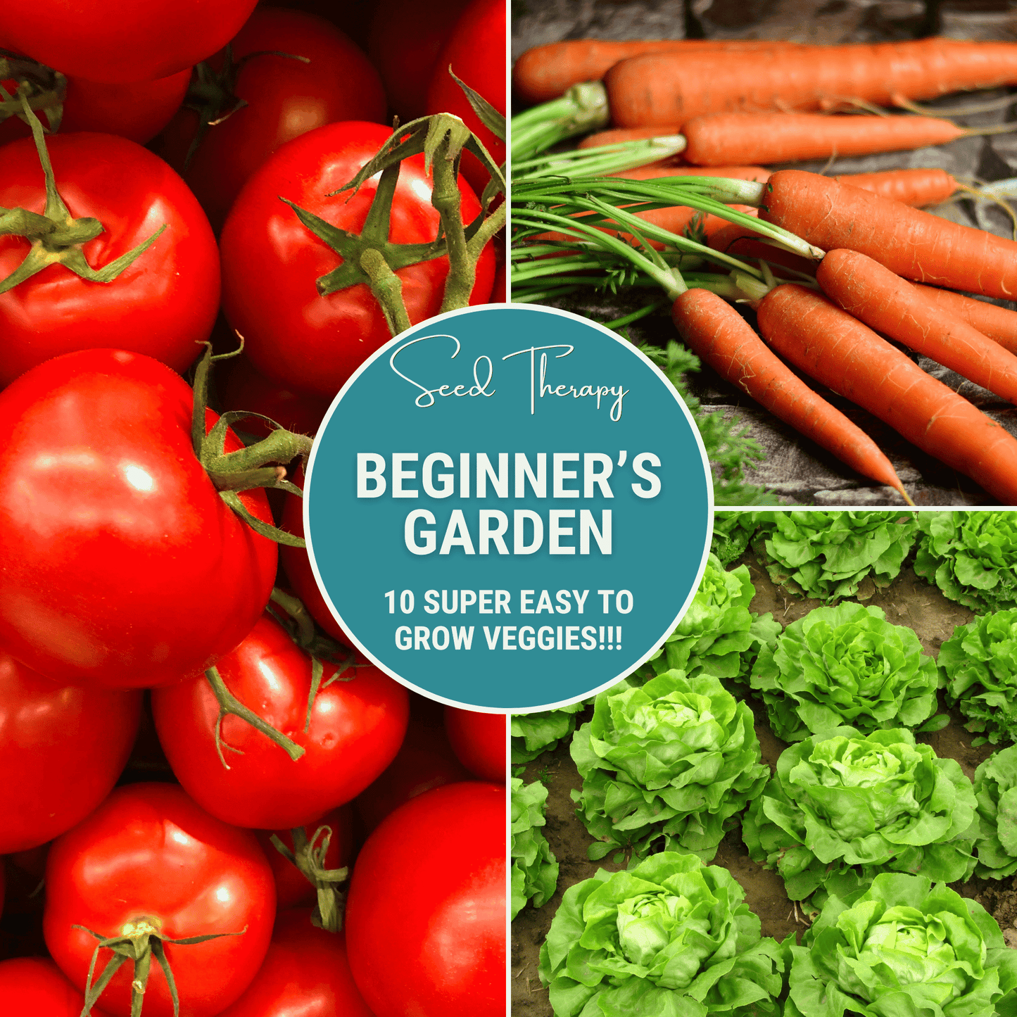 Beginner Vegetable Seed Collection – 10 Varieties Non-GMO, Easy-to-Grow, American-Grown, Perfect for Starting a Vegetable Garden