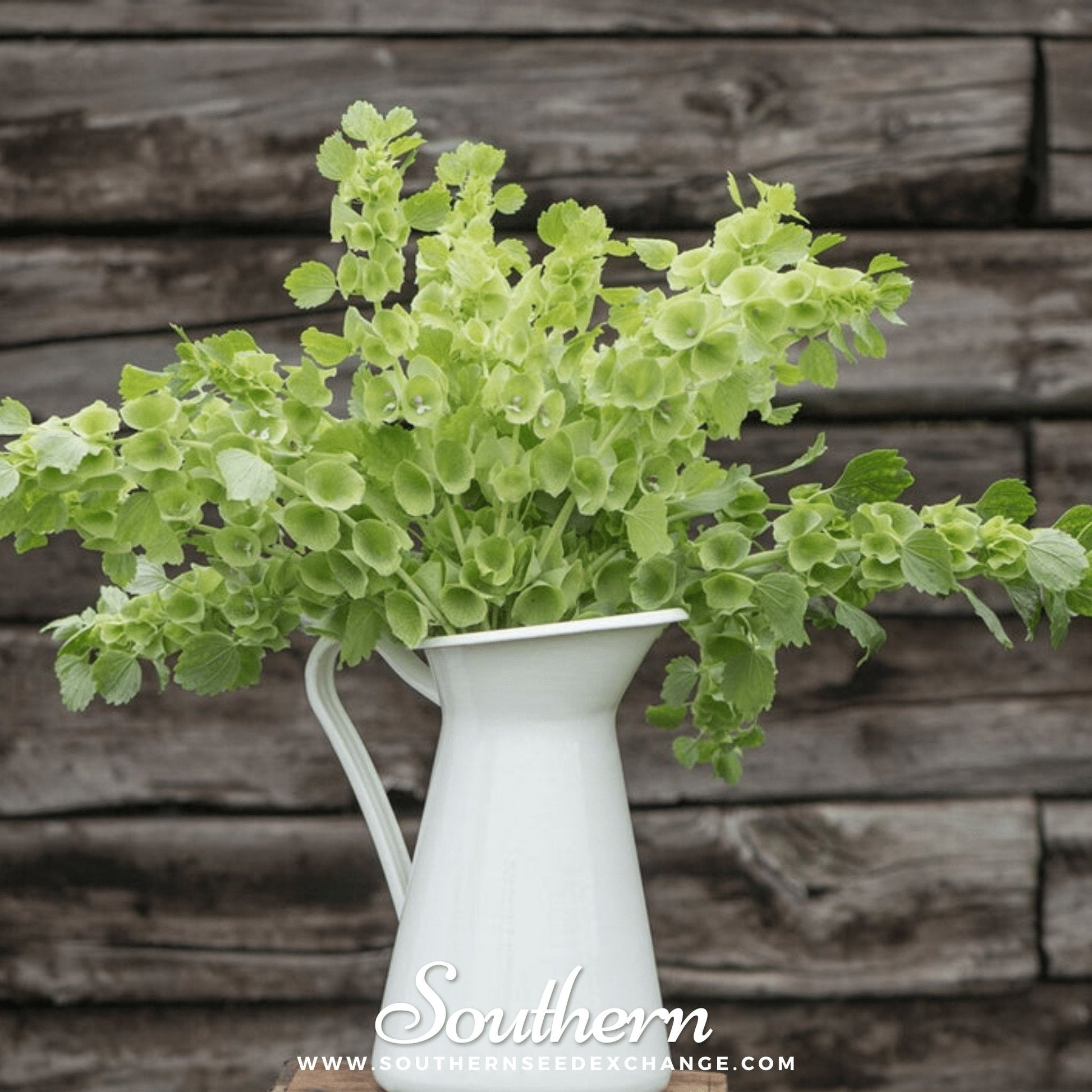 Bells of Ireland Seeds – 100 Heirloom, Open Pollinated, Apple-Green Bell-Shaped Calyxes, Long-Lasting Cut Flowers, Moluccella laevis