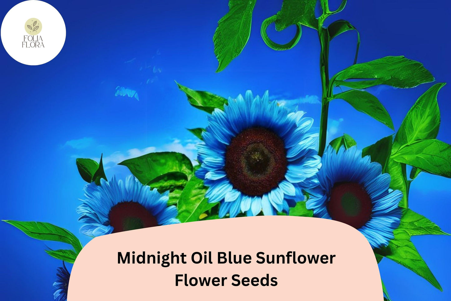 50 Midnight Oil Blue Sunflower Seeds | Rare Deep Blue Heirloom Blooms | Easy to Grow Non-GMO