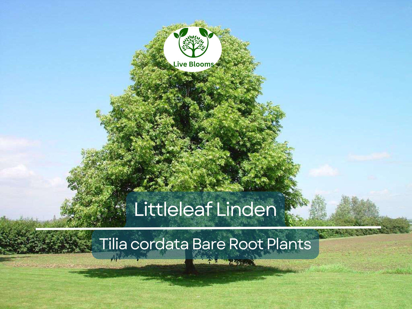 Littleleaf Linden Tree – Tilia cordata Bare Root Shade Tree with Fragrant Blooms and Pollinator Benefits