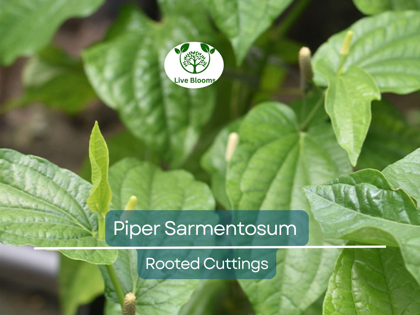 12 Piper Sarmentosum Bareroot Cuttings - Wild Betel Leaf Thai Herb for Culinary Use