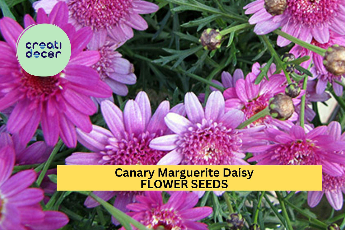 200+ Canary Marguerite Daisy Seeds – Bright Yellow Long-Blooming Annuals for Gardens & Bouquets