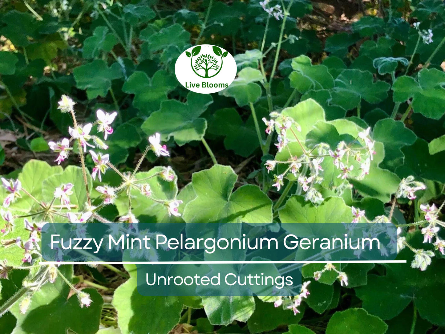 3 Rare Fuzzy Mint Scented Pelargonium Geranium Unrooted Cuttings 6" for Propagation