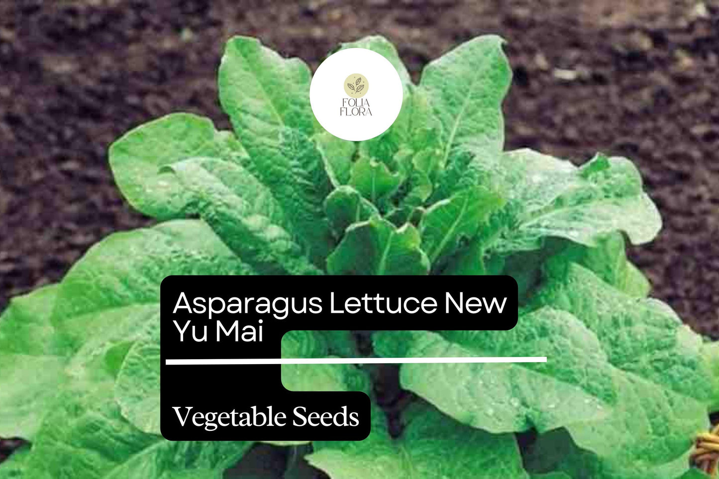 500mg Asparagus Lettuce New Yu Mai Seeds | Heirloom Asian Greens with Crisp Stems & Tender Leaves
