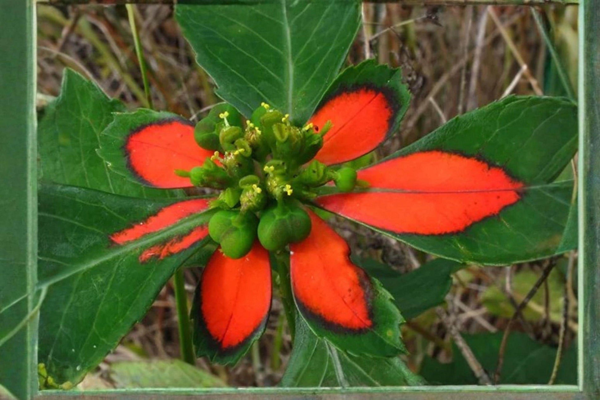 Fire-on-the-Mountain Euphorbia Cyathophora Seeds – Bright Red-Green Bracts, Annual Ornamental Flower for Borders & Pollinator Gardens
