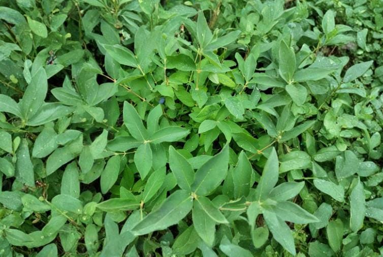Honeyberry Cuttings 6 Pack 4" Dormant Unrooted Lonicera caerulea - Cold Hardy Fruit Shrub for Home Gardens and Berry Plantings