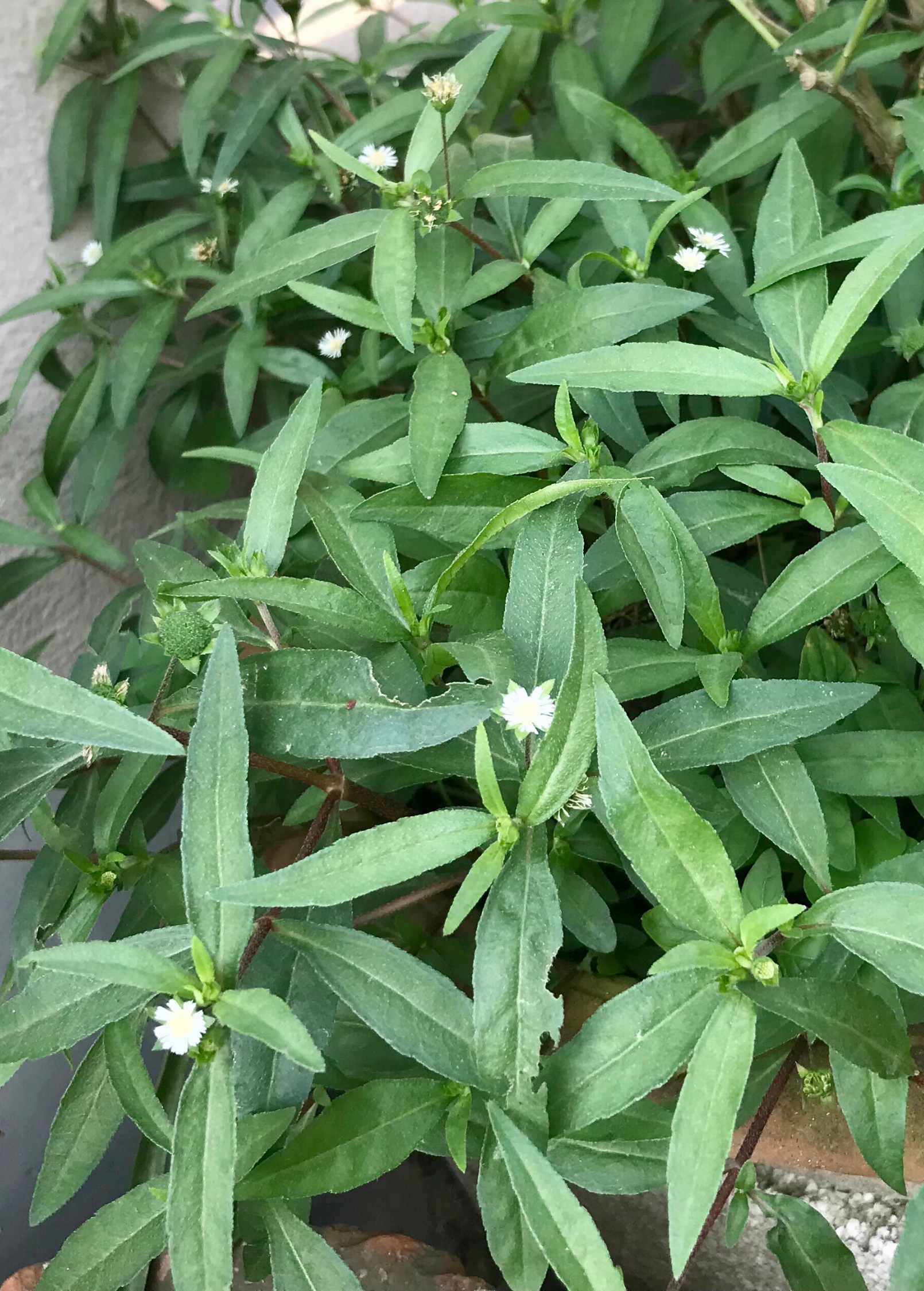 Bhringraj Herb Plant - Eclipta prostrata, Medicinal Ayurvedic Herb for Hair Growth & Liver Detox
