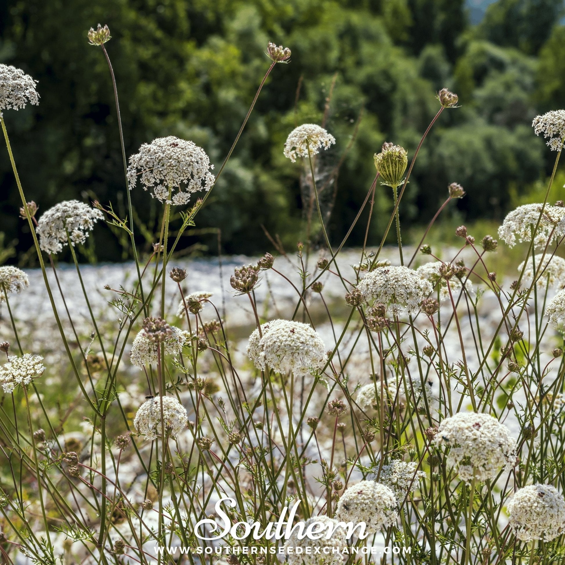 Bishop's Flower Seeds – 500 Heirloom White Lace Flower for Cutting Gardens & Beneficial Insects – Ammi majus