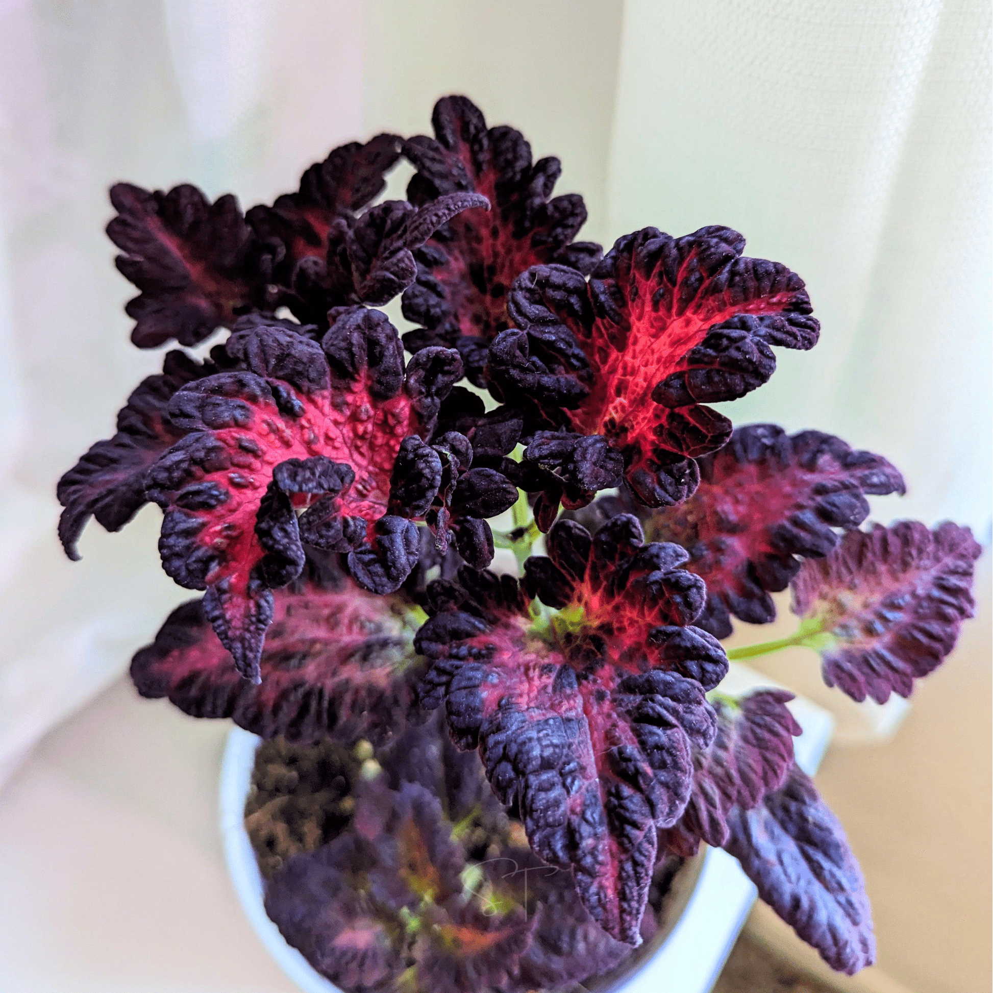 Black Dragon Coleus Seeds – Heirloom, Non-GMO, Shade Garden Foliage, Velvety Dark Purple, Ruffled Leaves, Coleus scutellarioides