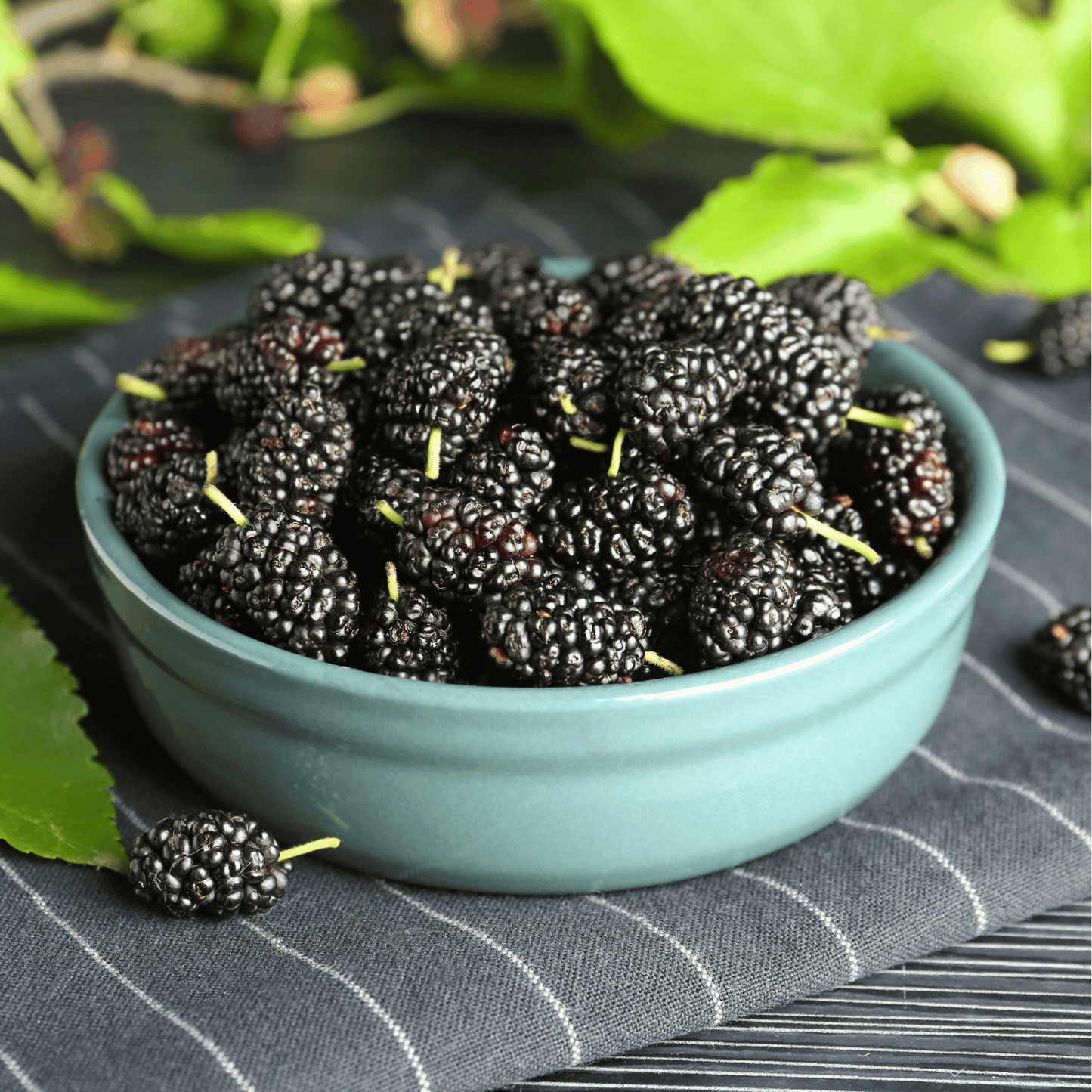 Black Mulberry Seeds – 50 Heirloom Morus nigra Fruit Tree Seeds for Growing Dark Purple Berries