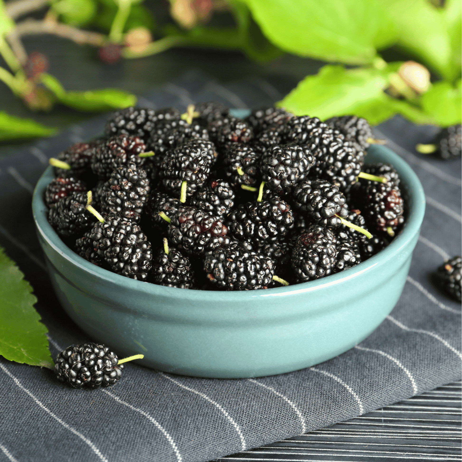 Black Mulberry Seeds – 50 Heirloom Morus nigra Fruit Tree Seeds for Growing Dark Purple Berries