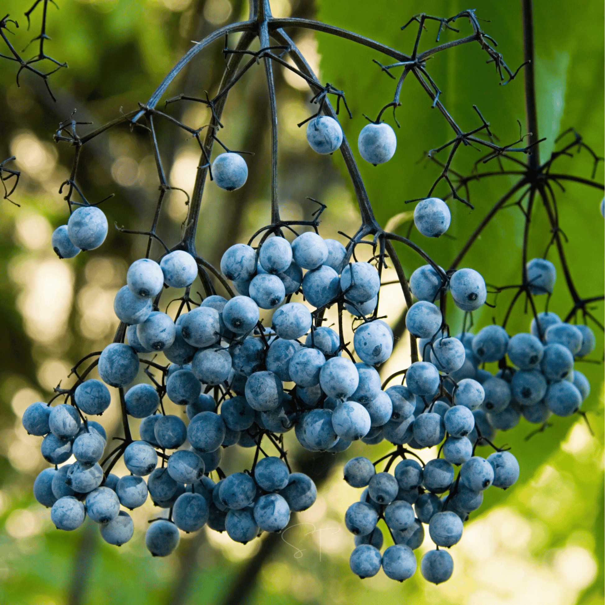 Blue Elderberry Seeds – 50 Heirloom Sambucus cerulea for Syrups, Jams, and Wildlife Gardens