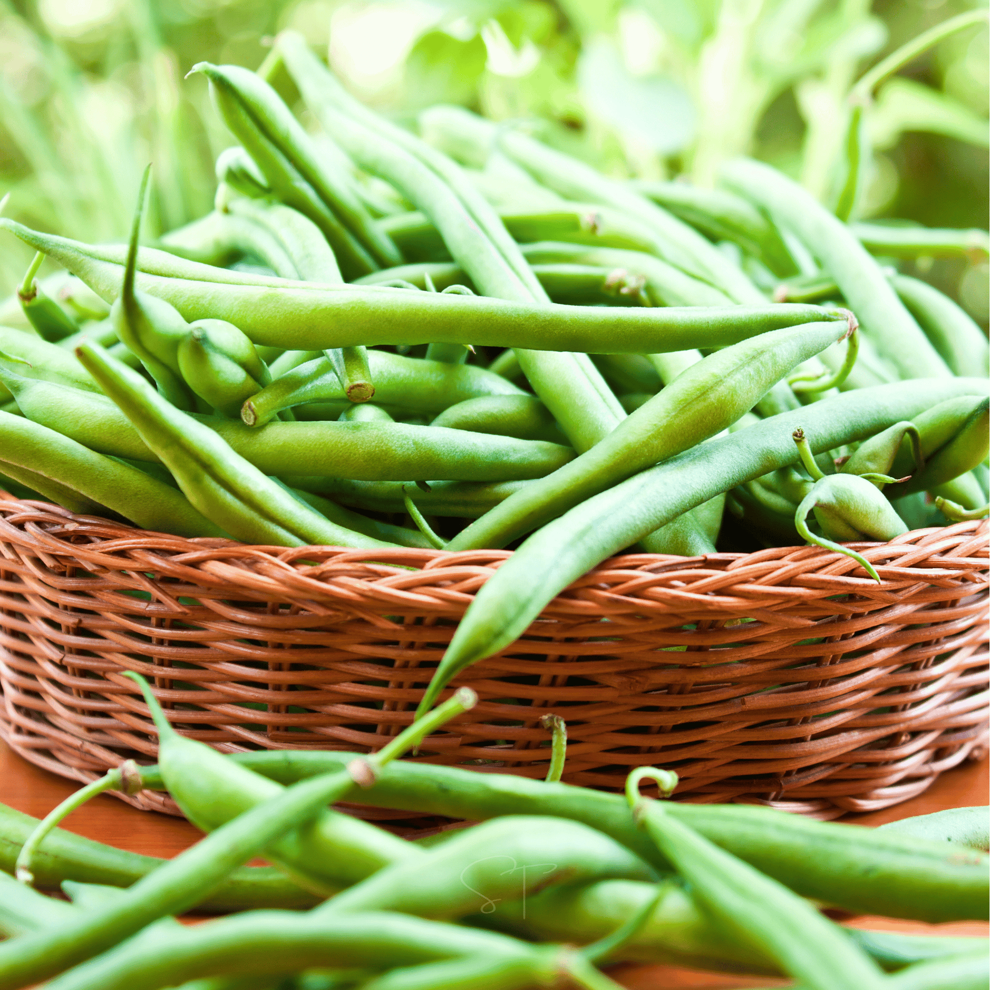 Blue Lake Pole Bean Seeds – Heirloom, Non-GMO, Green Stringless Pods, 50 Seeds, Climbing Vines, Edible, Canning & Fresh Eating