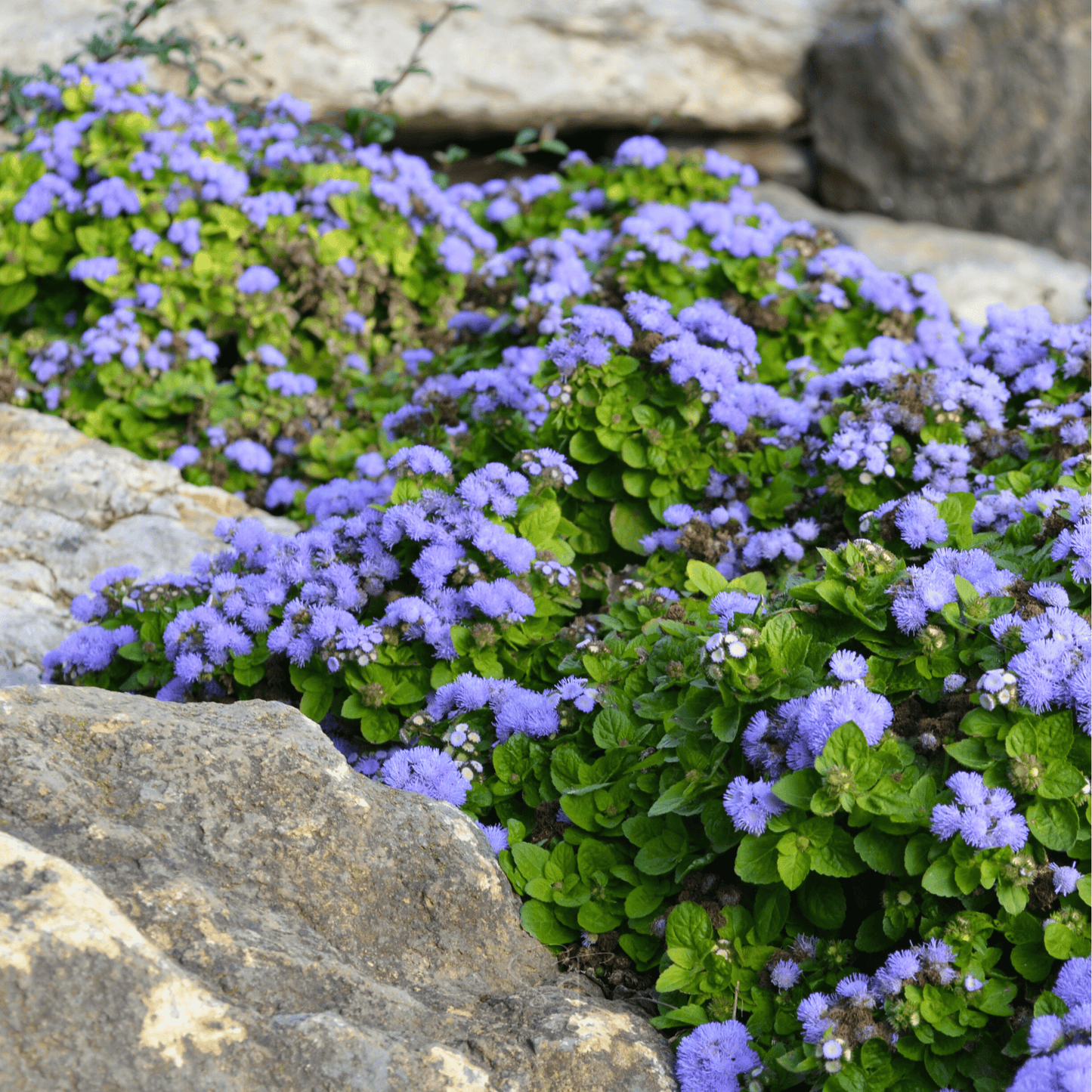 Blue Mink Dwarf Ageratum Seeds – Heirloom, Non-GMO, Bright Blue Fuzzy Flowers, Butterfly Magnet, 100 Seeds