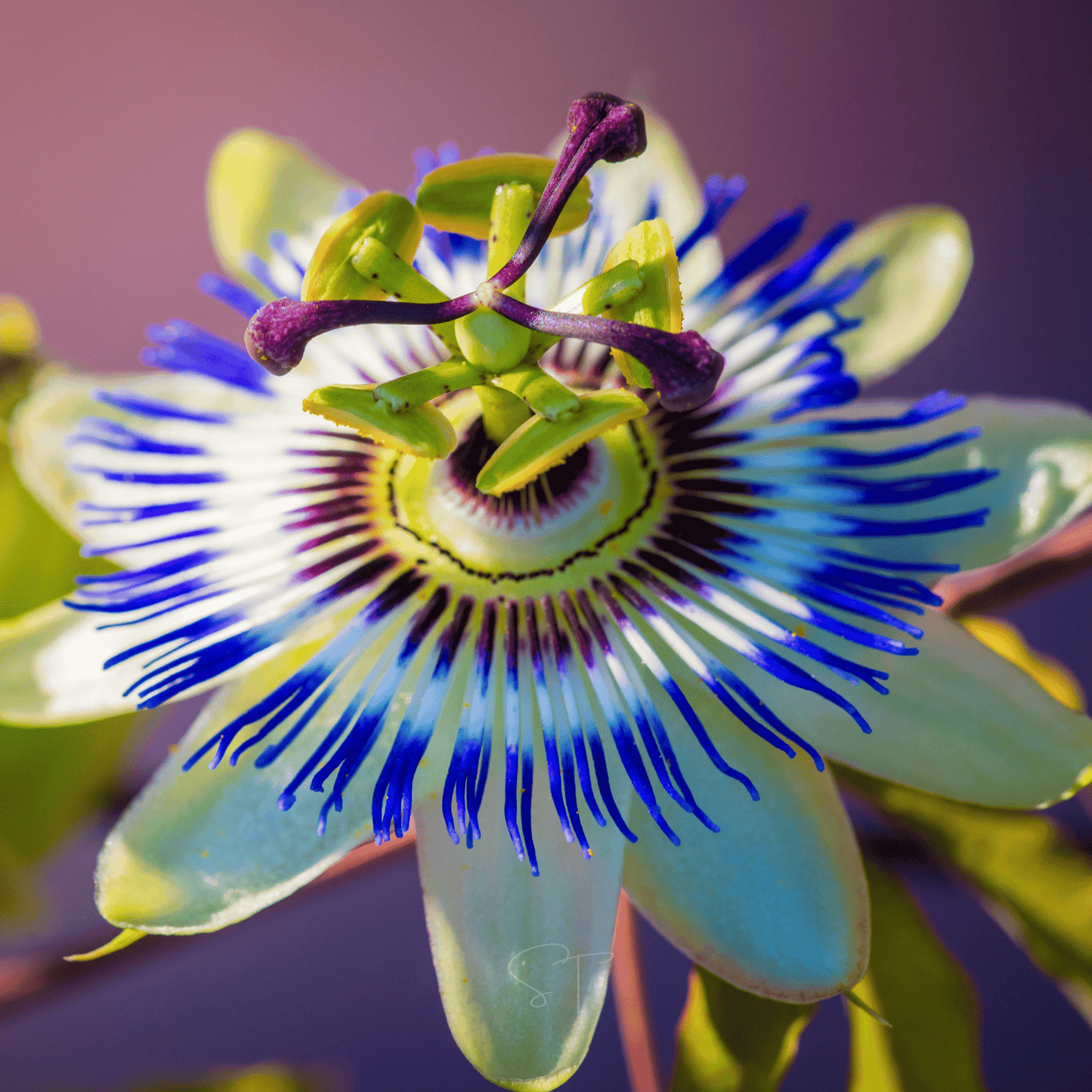 Blue Passionflower Seeds – Passiflora caerulea Heirloom Climber with Edible Orange Fruits, Butterfly Host Plant, 20 Seeds