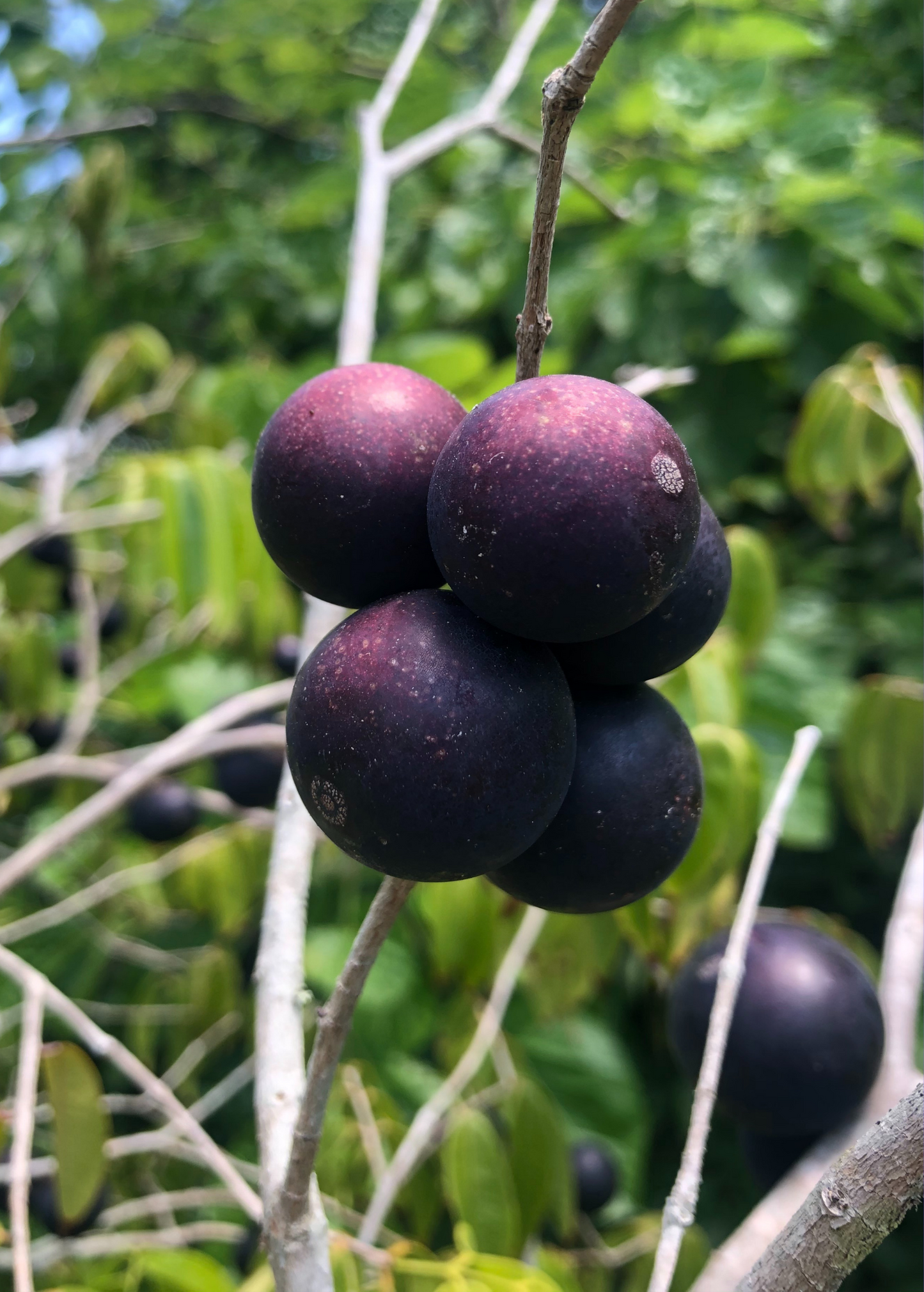 Blue Grape Tree | Tropical Fruit Plant | Myrciaria vexator | Rare Sweet Blueberry-like Berries