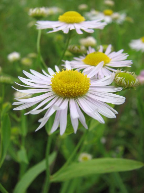 500 Boltonia decurrens Seeds | Decurrent False Aster | Native Perennial Wildflower | Pollinator-Friendly