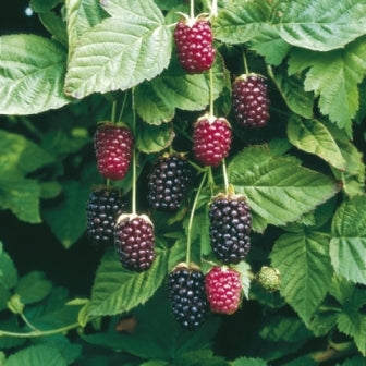 1 Live Bare Root Boysenberry Plant | Thornless Hybrid Blackberry Raspberry Vine for Home Gardens