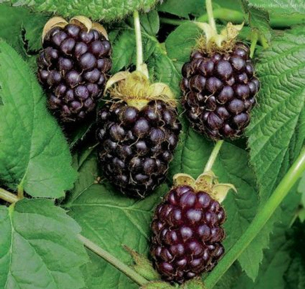 Boysenberry Plant Live Bare Root Vine – Rubus Hybrid, Sweet Juicy Berries, Easy to Grow, Cold Hardy, Patio & Garden Edible Landscape