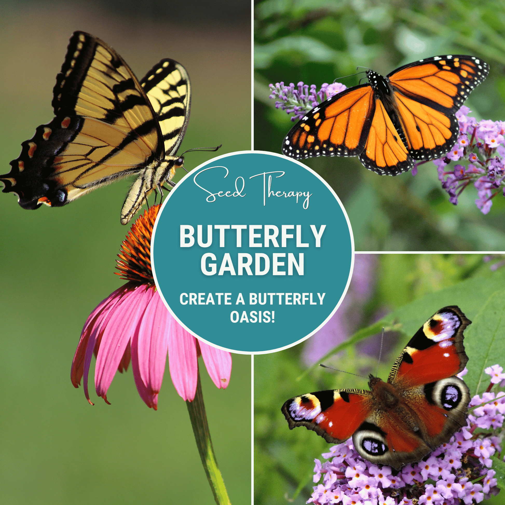 Butterfly Garden Seed Collection – 10 Varieties Nectar & Host Plants for Attracting Butterflies, Includes Milkweed, Echinacea, Sunflower