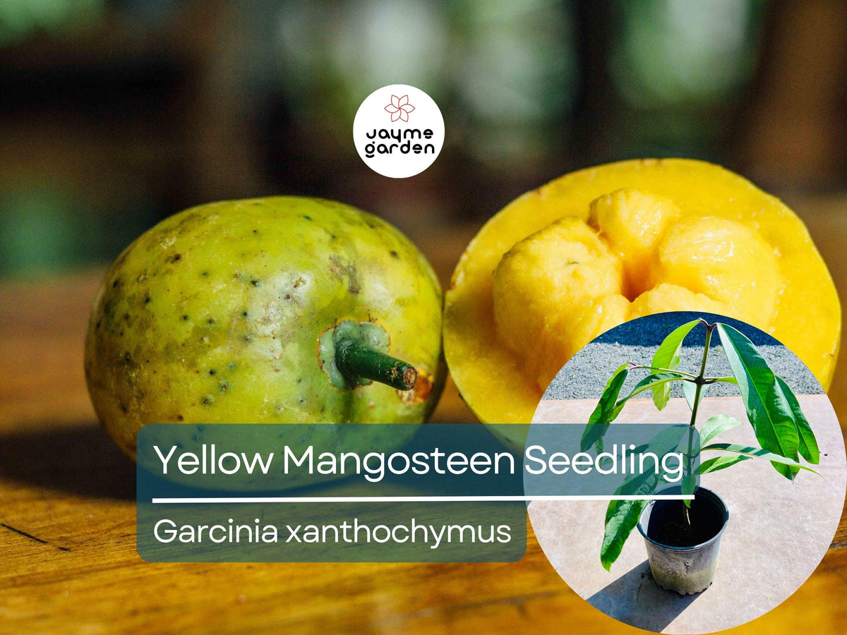 Yellow Mangosteen Starter Plant Seedling 12-24" - Garcinia xanthochymus Tropical Fruit Tree - Sweet Tangy Garden Plant