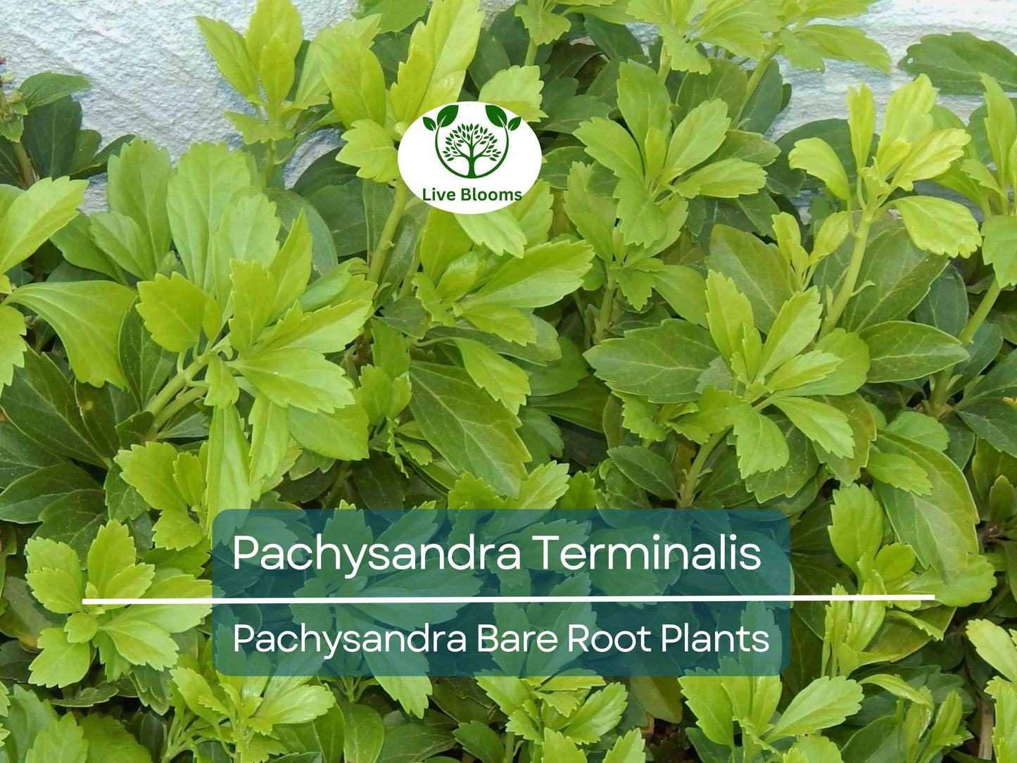 35 Pachysandra Terminalis Plants - Evergreen Shade-Loving Ground Cover - Organic Bare Root