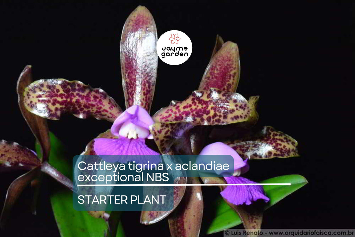Cattleya Orchid Hybrid Seedling 3" Pot | Cattleya tigrina x aclandiae | Spotted Fragrant Blooms | Rare Collector's Plant