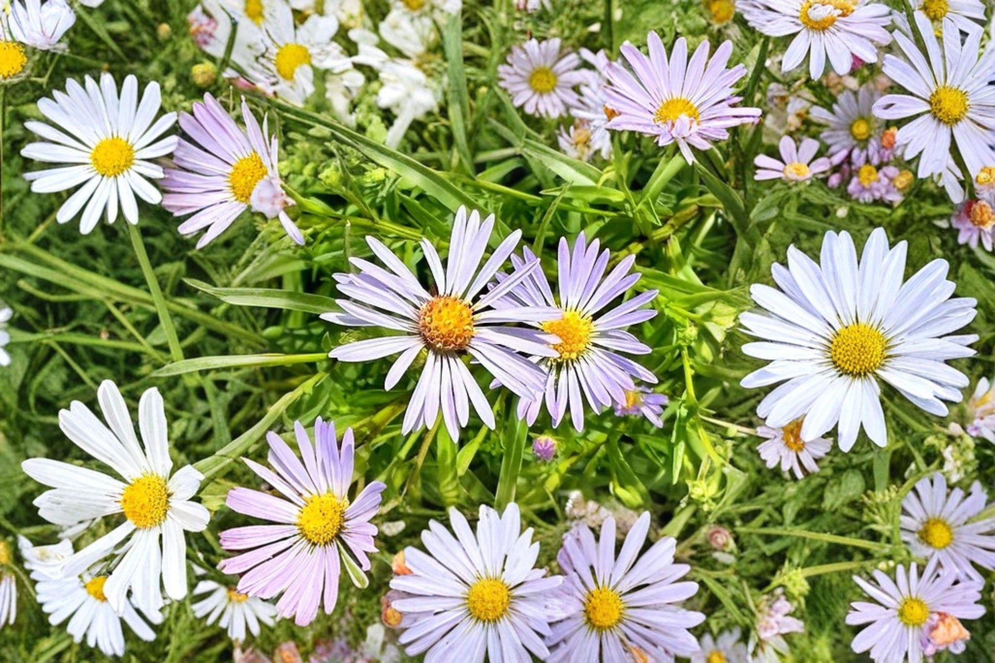 100 New York Aster Seeds Symphyotrichum novi-belgii Native Wildflower for Pollinator Gardens, Late Summer Bloom
