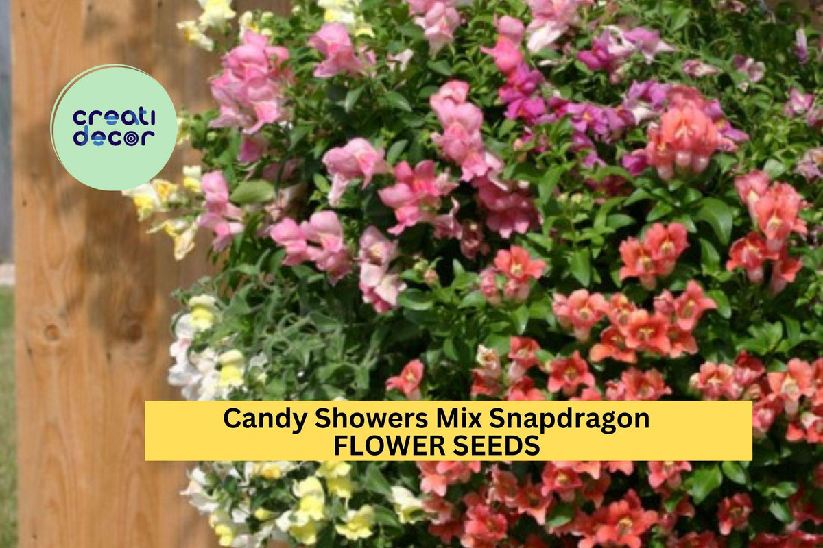 1000+ Candy Showers Mix Snapdragon Seeds – Trailing Colorful Annuals for Hanging Baskets & Borders