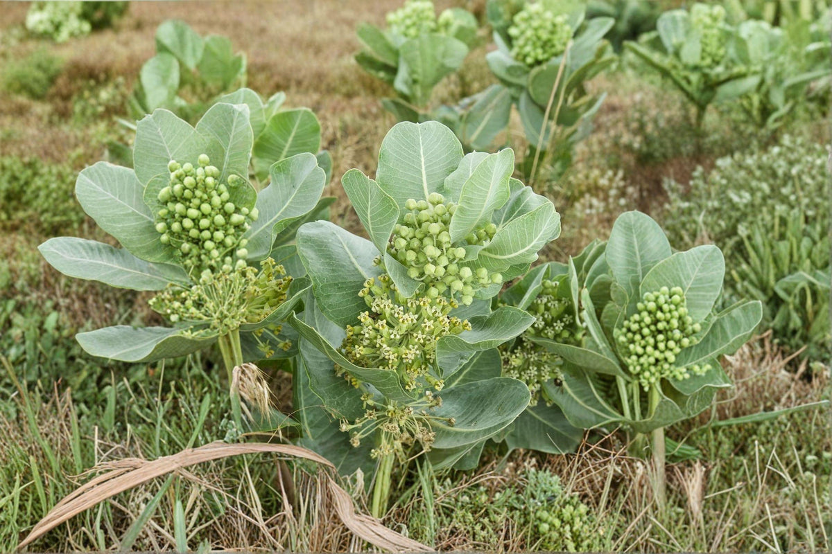 Western Sand Milkweed Seeds | 10 Seeds | Asclepias arenaria | Native Wildflower for Monarch Butterflies and Pollinators