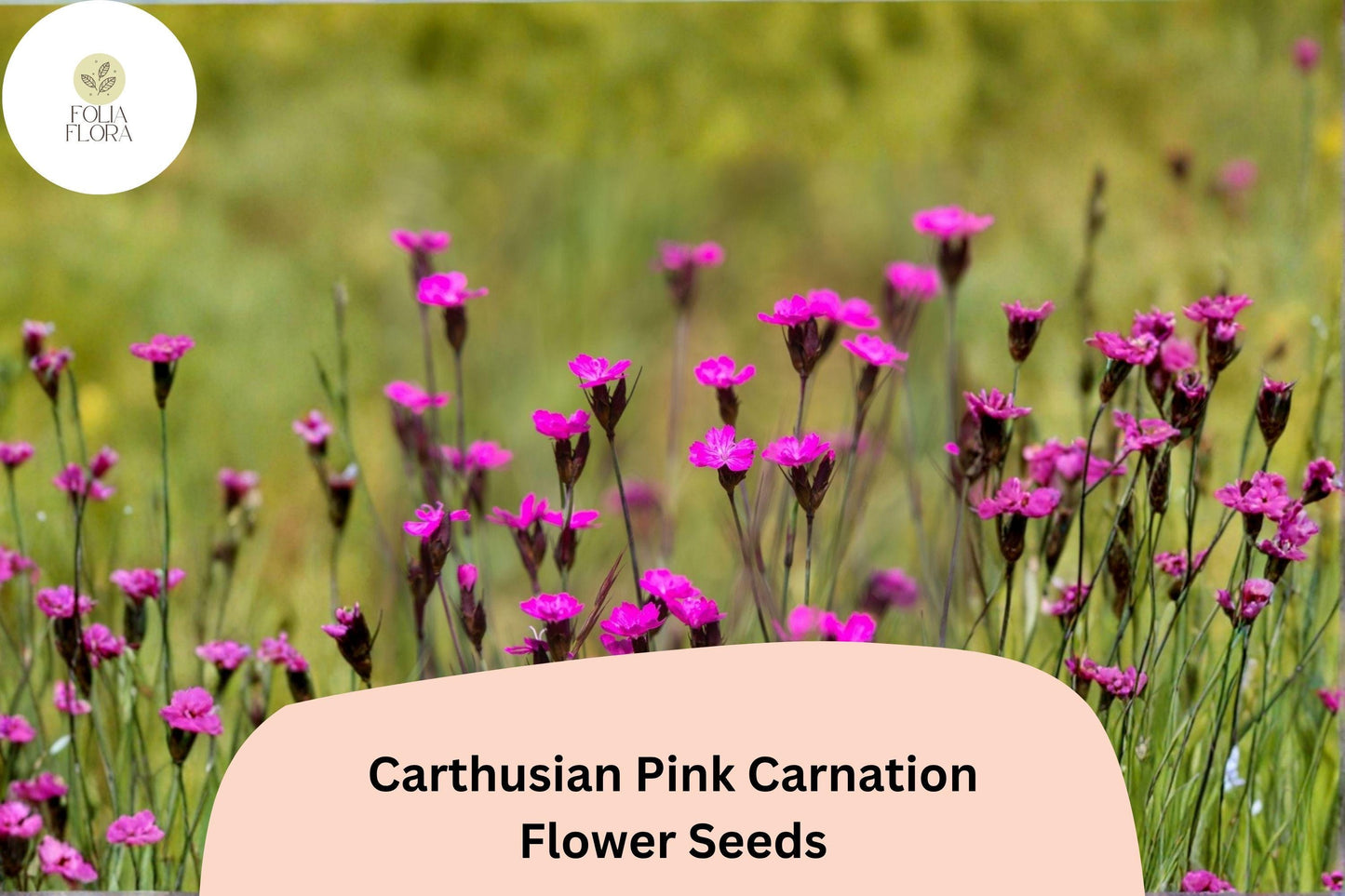 200+ Carthusian Pink Carnation Seeds | Dianthus carthusianorum | Bright Pink Perennial Flowers for Full Sun Gardens