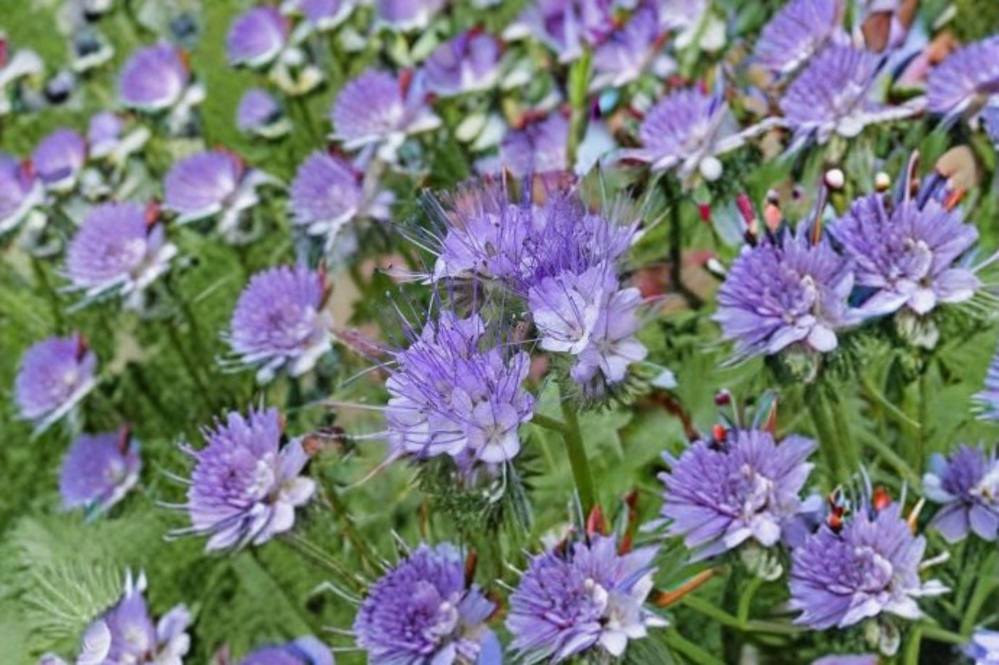 100 Lacy Phacelia Seeds – Phacelia tanacetifolia Wildflower for Bees, Pollinator Support, Cover Crop, Green Manure