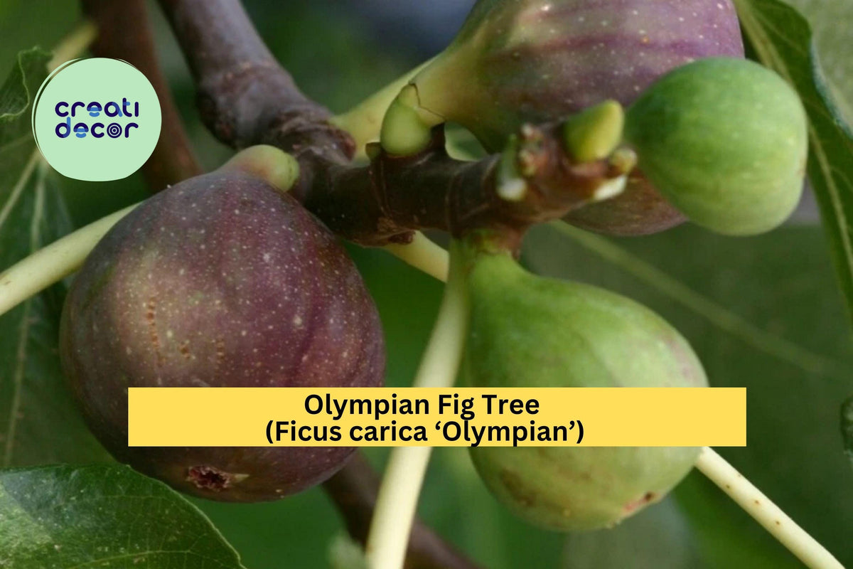 Olympian Fig Tree - Live Plant - Ficus carica ‘Olympian’ - Cold-Hardy Fruiting - Sweet Purple Figs for Garden or Patio