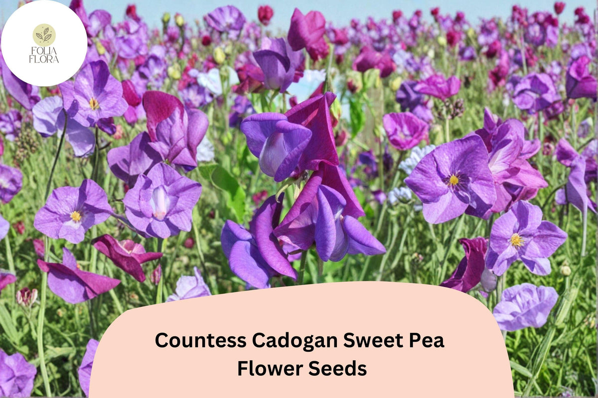 Countess Cadogan Sweet Pea Seeds - 50+ Purple Climbing Annuals for Garden & Cut Flower Arrangements (Lathyrus odoratus)