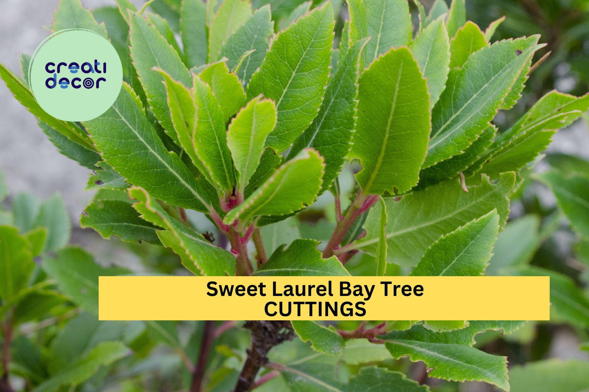 5 Sweet Laurel Bay Tree Cuttings – Evergreen Culinary Herb for Indoor & Outdoor Growing