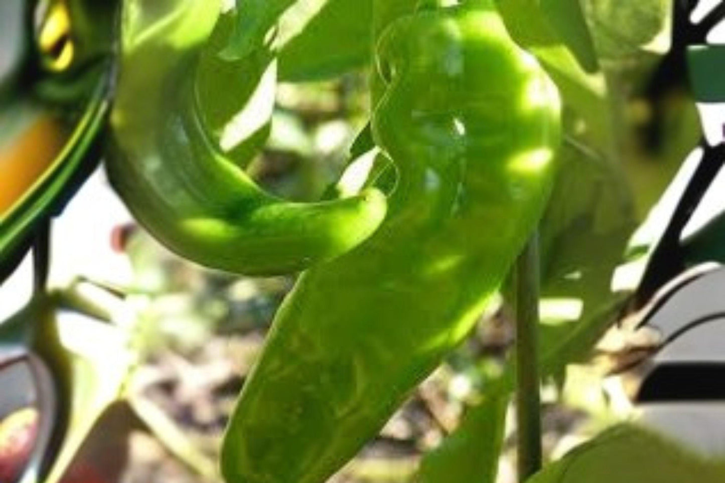 Lumbre Hot Pepper Seeds – Spicy Non-GMO Capsicum annuum for Fresh, Cooking & Drying, 250 mg