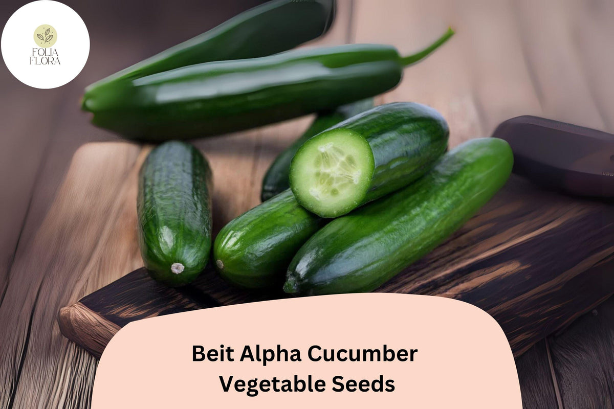 25+ Beit Alpha Cucumber Seeds | Sweet Thin-Skinned Israeli Variety | Non-GMO, Easy to Grow