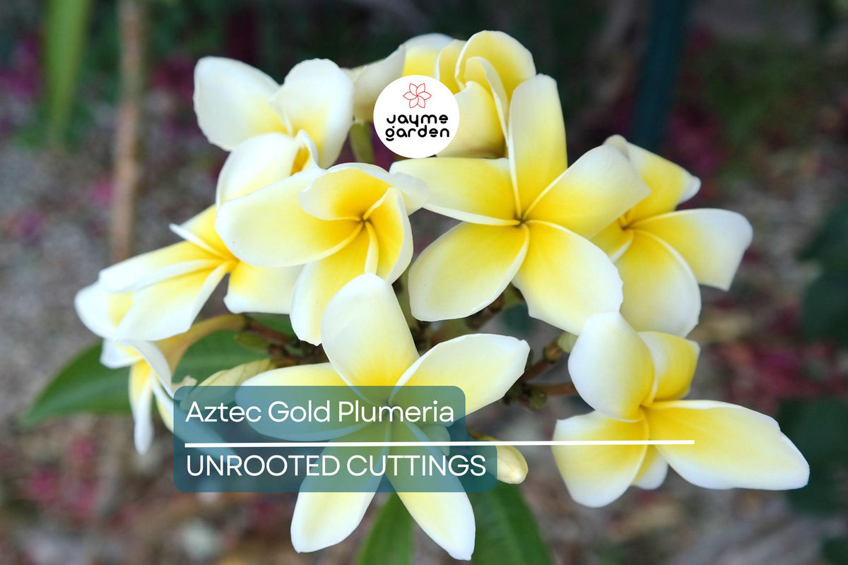 Aztec Gold Plumeria Cuttings - 3 Fresh 8-10" Cuttings with Fragrant Cream/Gold Flowers - Plumeria sp. for Tropical Gardens