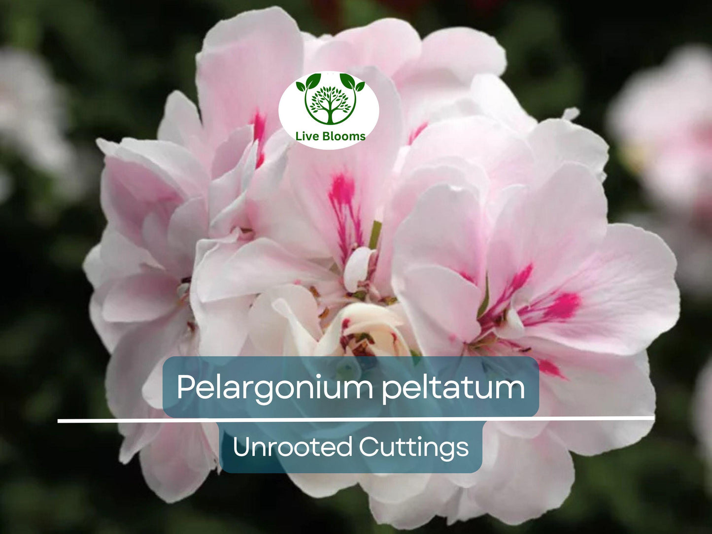 2 White Pink Pelargonium Peltatum Trailing Ivy Geranium Unrooted Cuttings for Hanging Baskets