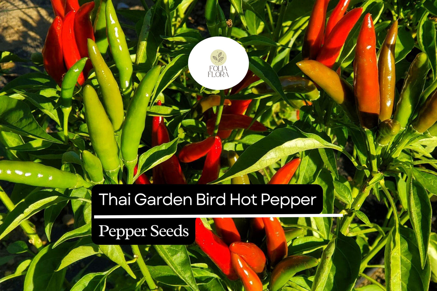 250mg Thai Garden Bird Hot Pepper Seeds | Very Hot Non-GMO Capsicum annuum for Authentic Thai Cuisine