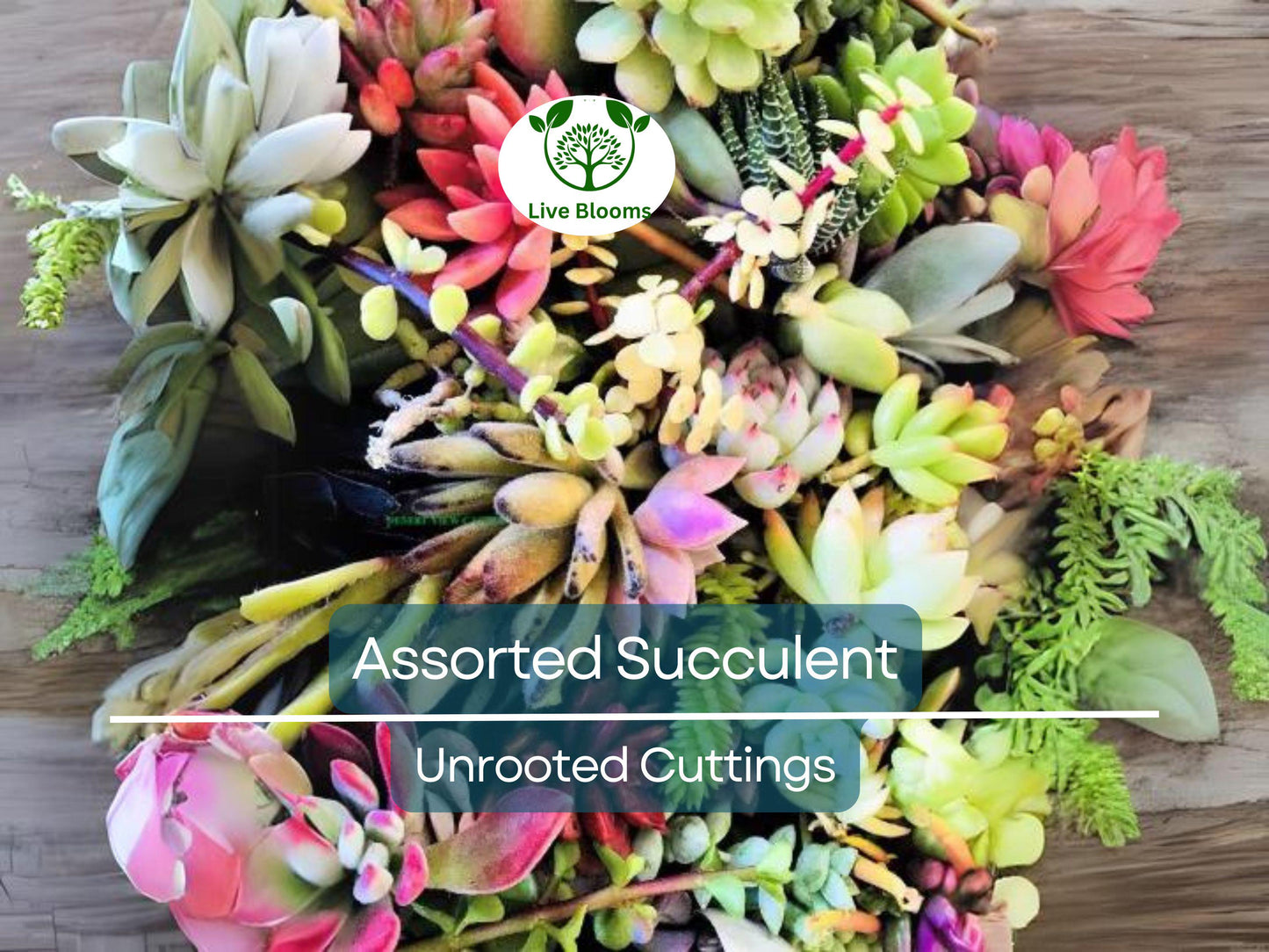 30 Mini Colorful Succulent Unrooted Cuttings for DIY Arrangements & Propagation