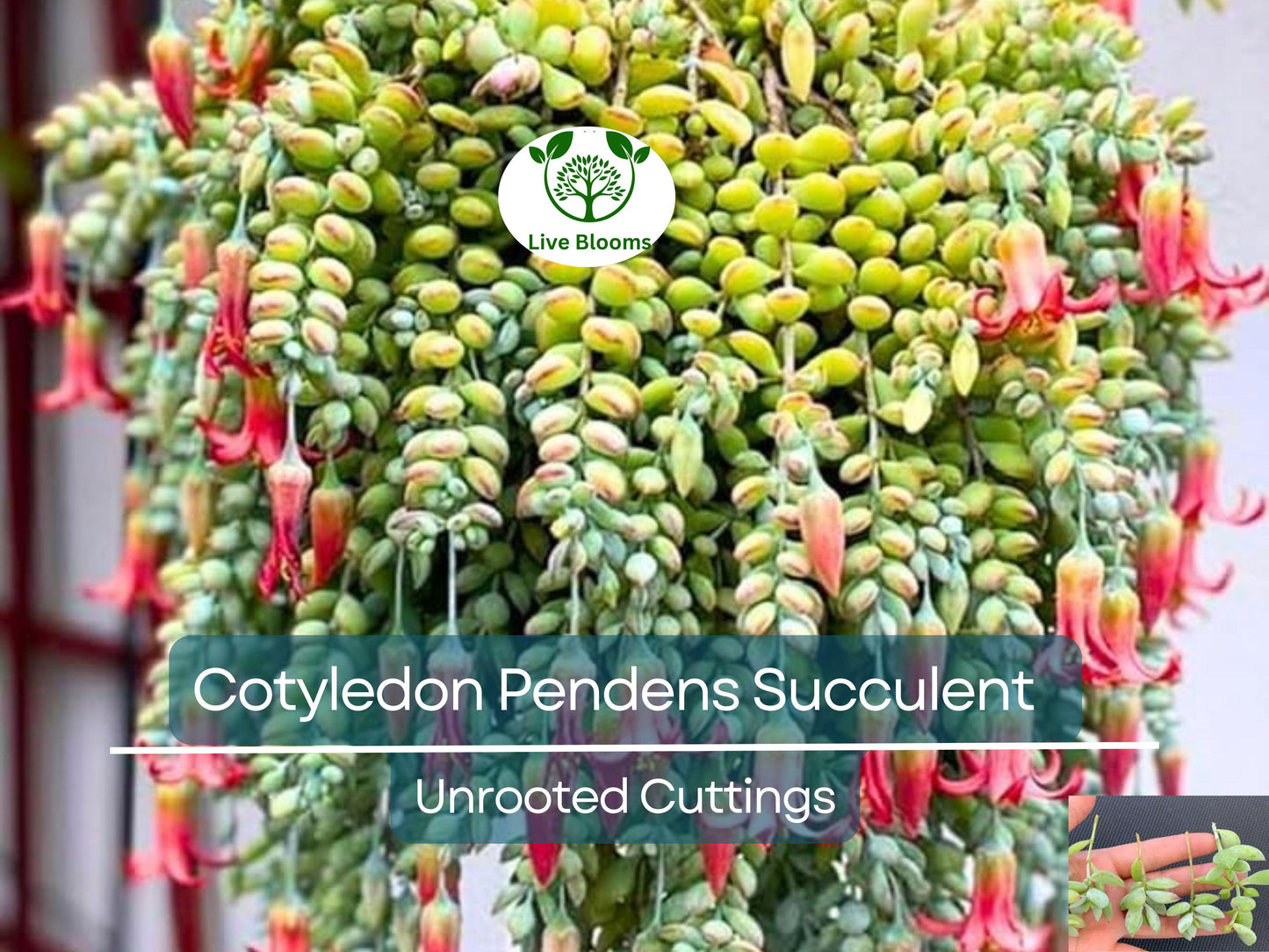 4 Unrooted Cotyledon Pendens Succulent Cuttings - Easy to Grow Trailing Succulent Plants for Propagation