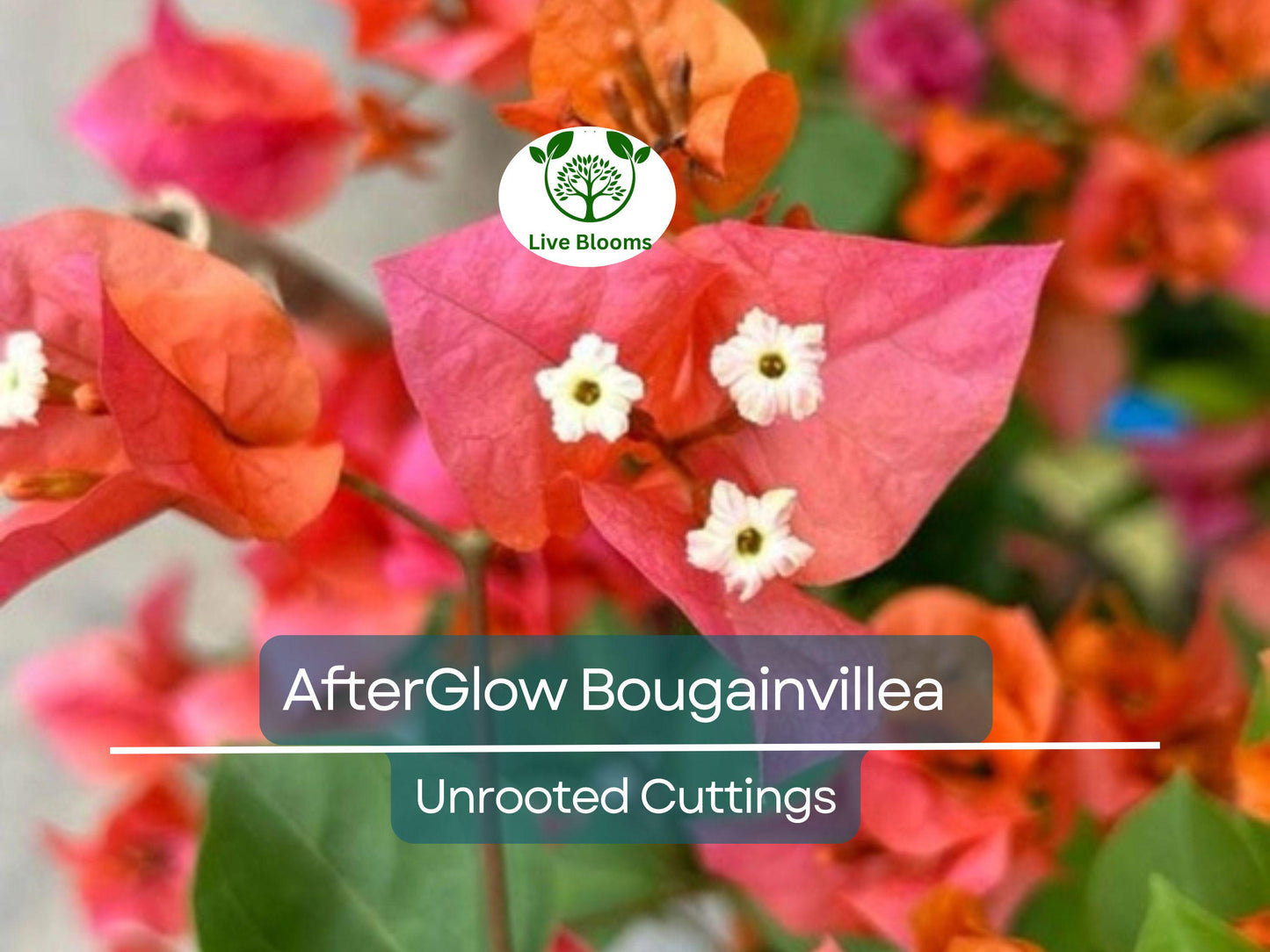 12 Organic Pink Orange After Glow Bougainvillea Cuttings - Vibrant Unrooted Plants for Propagation