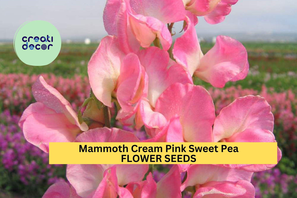 50+ Mammoth Cream Pink Sweet Pea Seeds – Large Fragrant Blooms for Trellises & Bouquets
