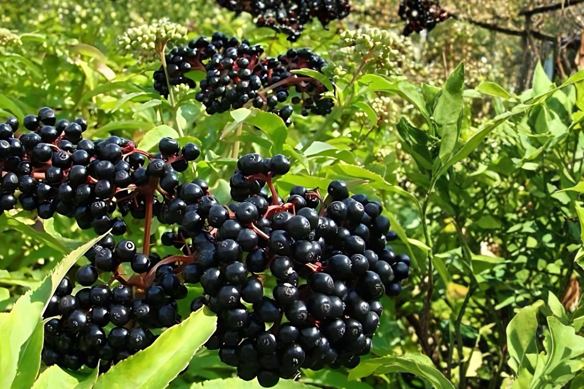 Elderberry Live Plants 2 Bare Root Shrubs 12-18" Tall Sambucus Berry Producing Deciduous Shrub for Garden Landscapes