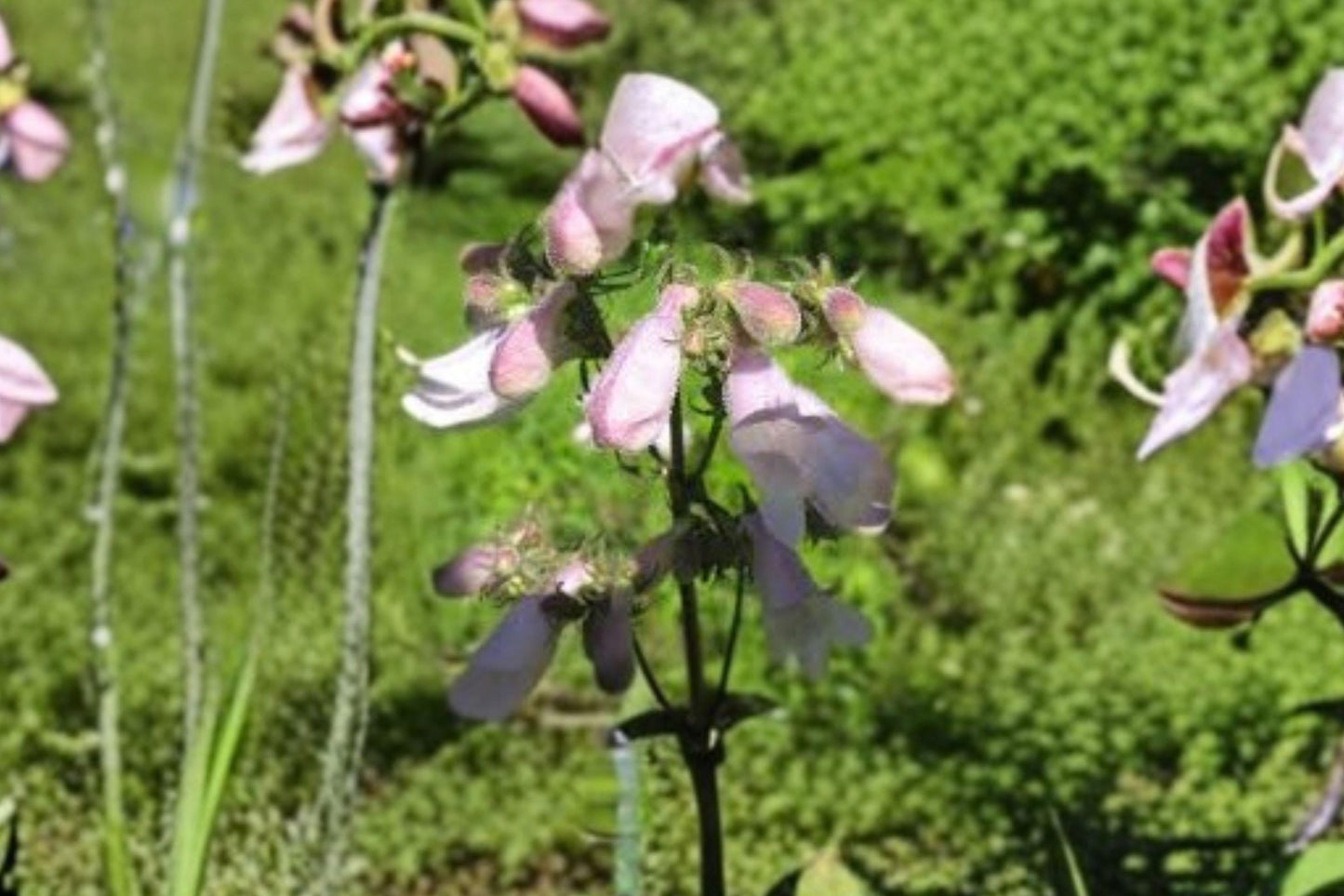 Calico Beardtongue Seeds – Penstemon calycosus Native Wildflower Pollinator Plant for Gardens & Prairie Restoration