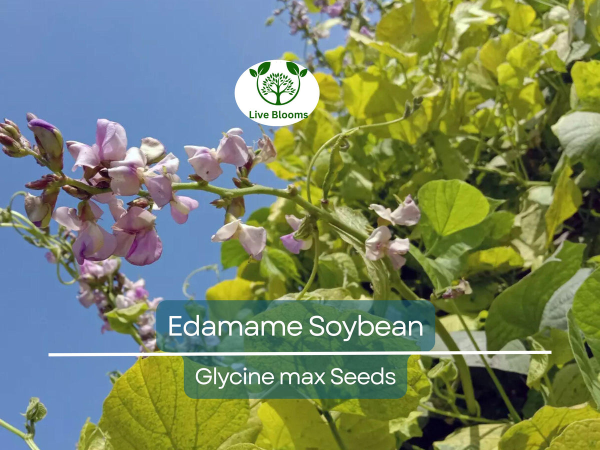 Edamame Seeds for Planting - 10 Non-GMO "Be Sweet" Glycine max - Sweet Japanese Soybeans for Home Garden & Asian Cuisine