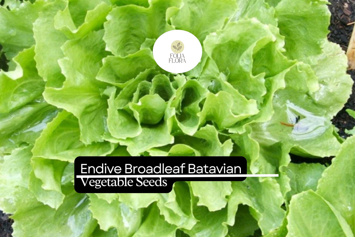 1g Endive Broadleaf Batavian Seeds - Heirloom Salad Green, Cold Hardy, Easy to Grow